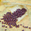 Nova safra 2016Small Red Beans